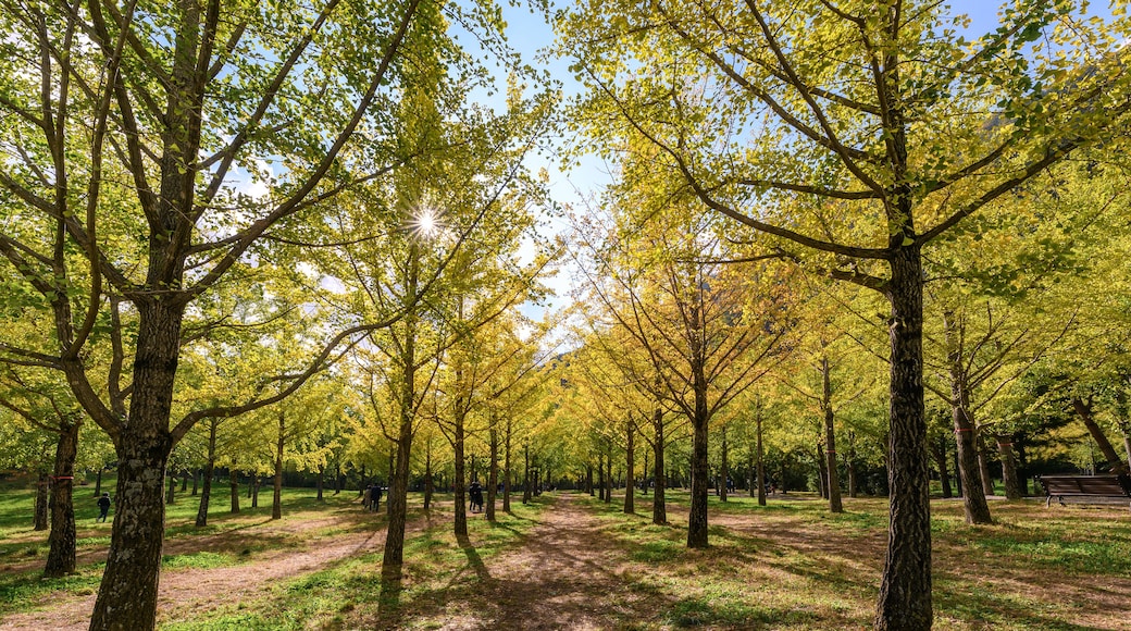 Yellow Ginkgo biloba trees with sunlight in garden on autumn