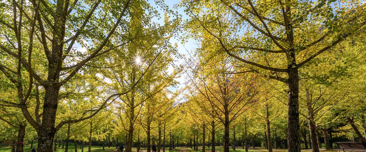 Yellow Ginkgo biloba trees with sunlight in garden on autumn