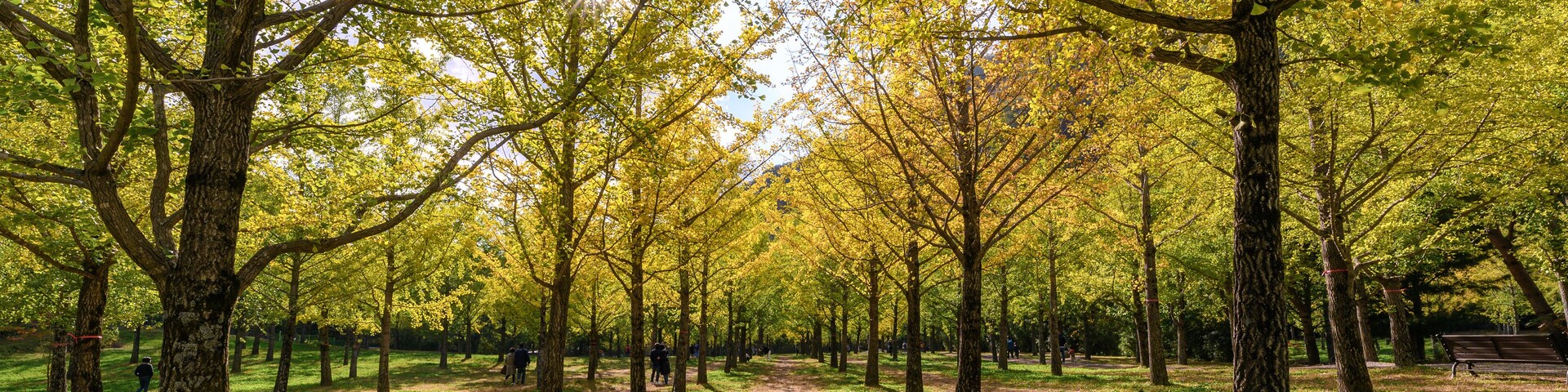 Yellow Ginkgo biloba trees with sunlight in garden on autumn