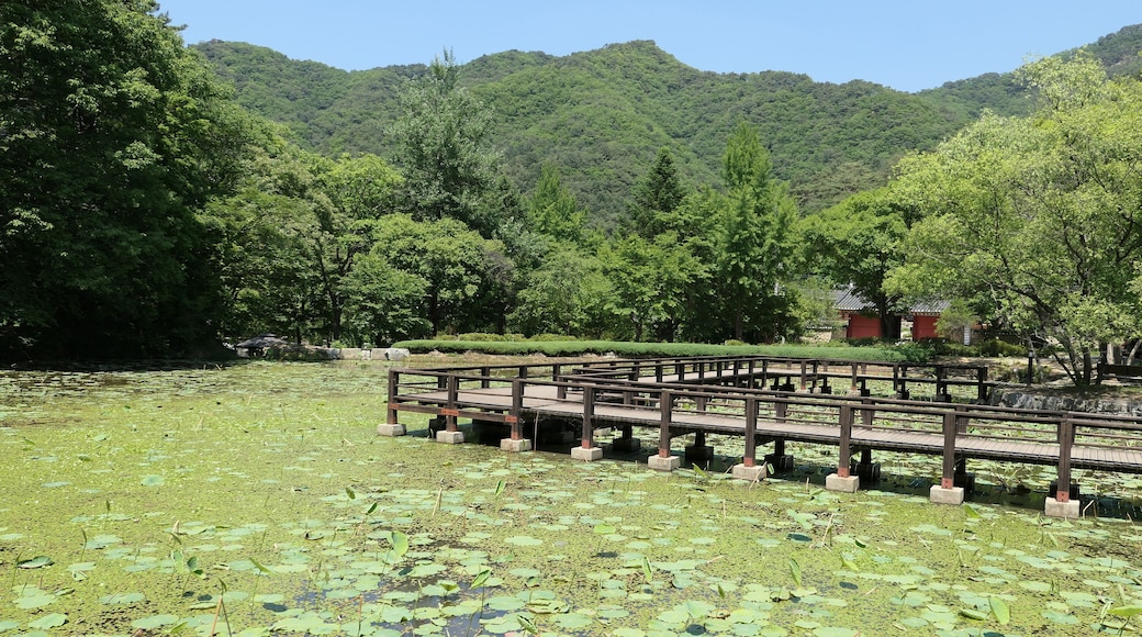 Sutasa Gongjaksan Ecological Forest: A Wooden Walkway over a Lotus Pond in Hongcheon, South Korea