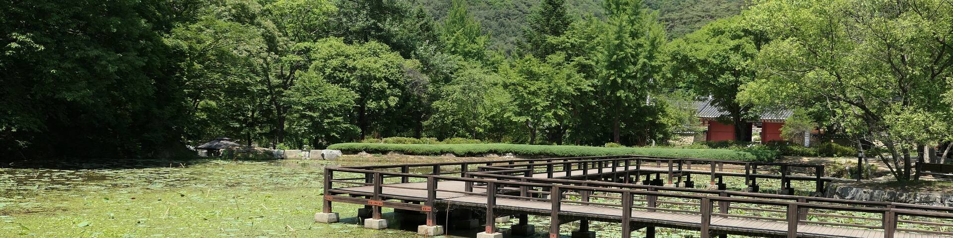 Sutasa Gongjaksan Ecological Forest: A Wooden Walkway over a Lotus Pond in Hongcheon, South Korea