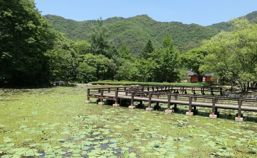 A wooden bridge over a pond with lily pads, surrounded by lush green trees and a mountain in the background.