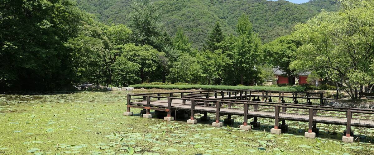 A wooden bridge over a pond with lily pads, surrounded by lush green trees and a mountain in the background.