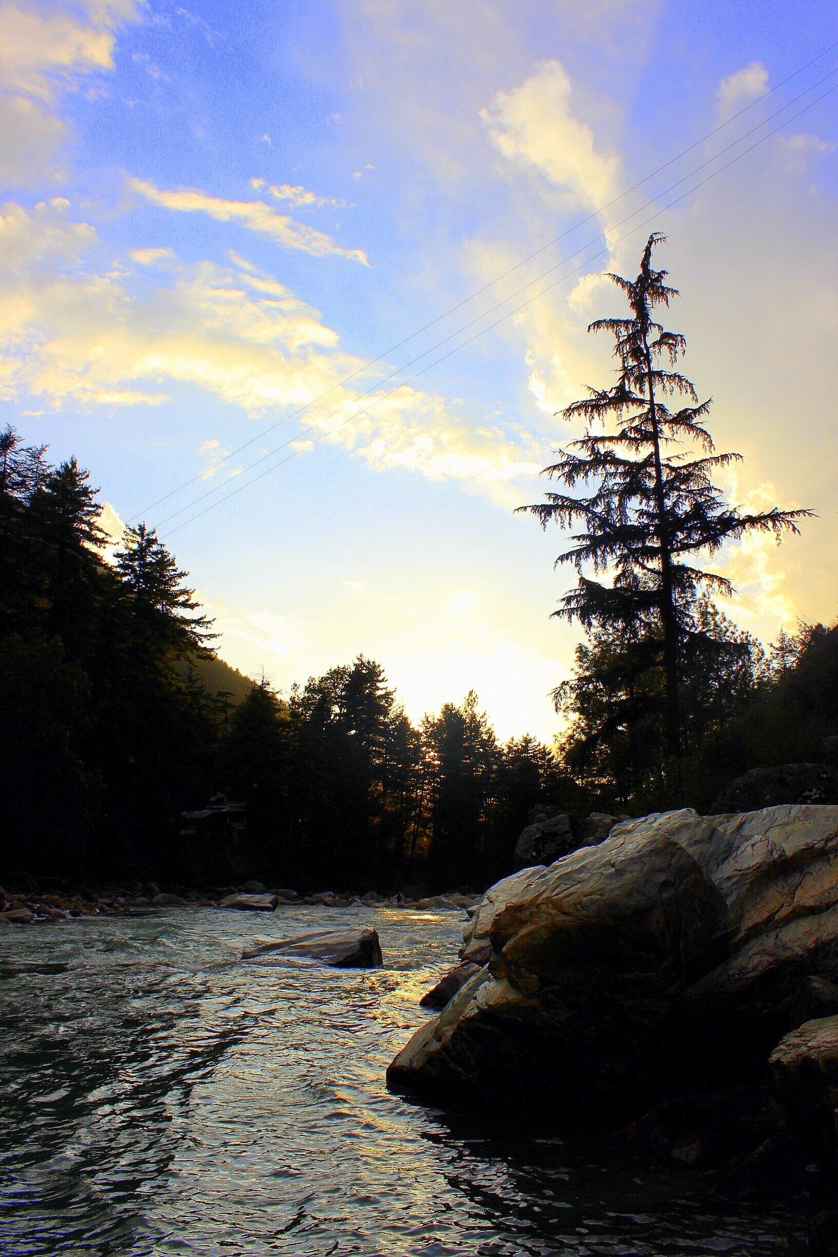 A river flowing through a forest with a tall evergreen tree and large rocks in the foreground.