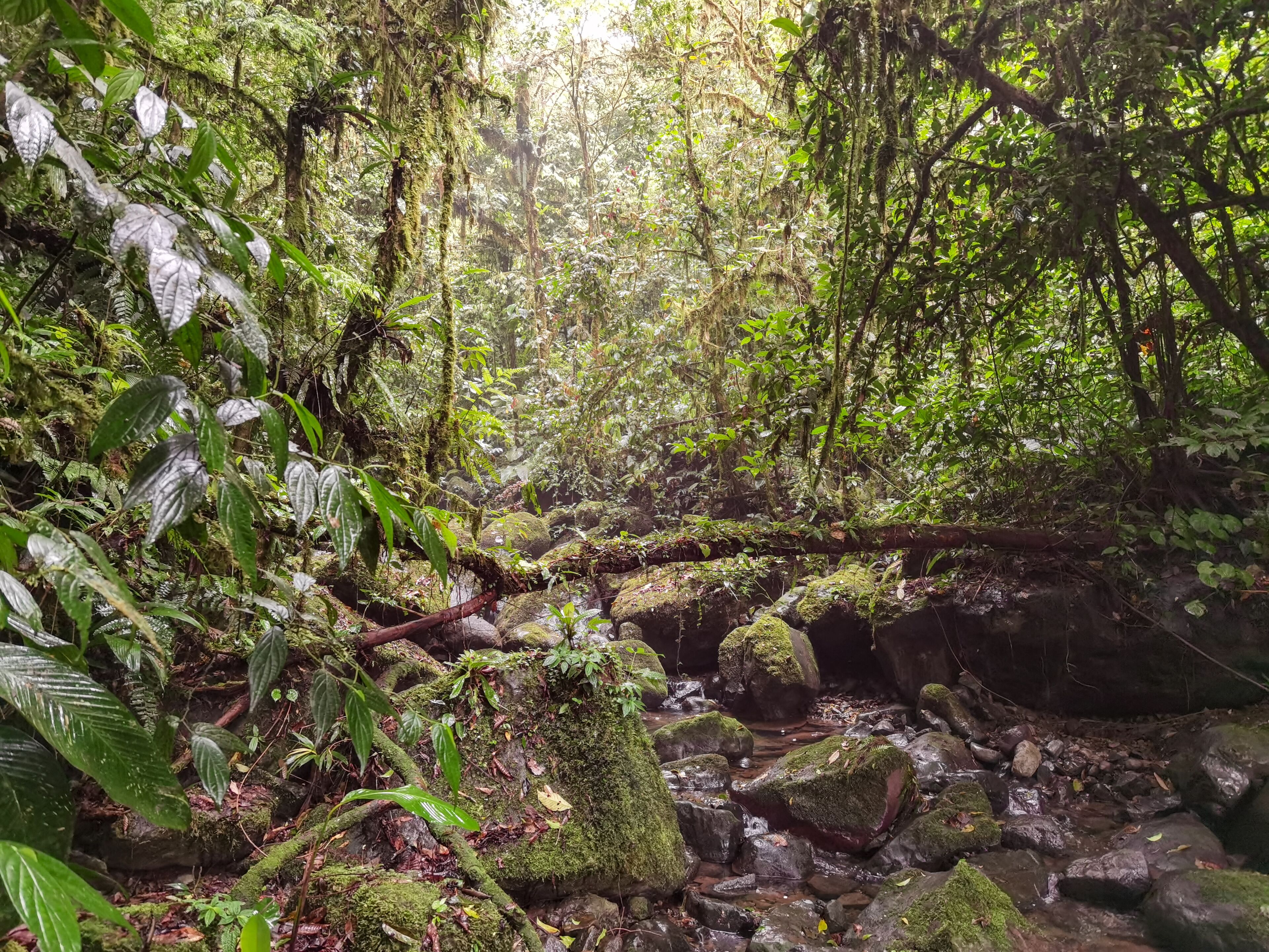A lush forest with a stream, moss-covered rocks, and dense foliage.
