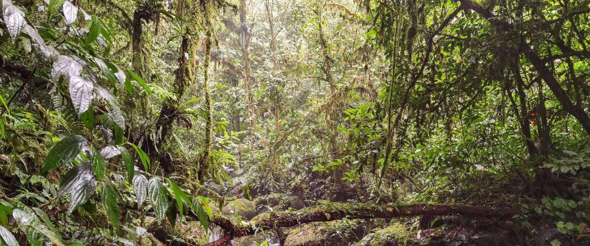 A lush forest with a stream, moss-covered rocks, and dense foliage.