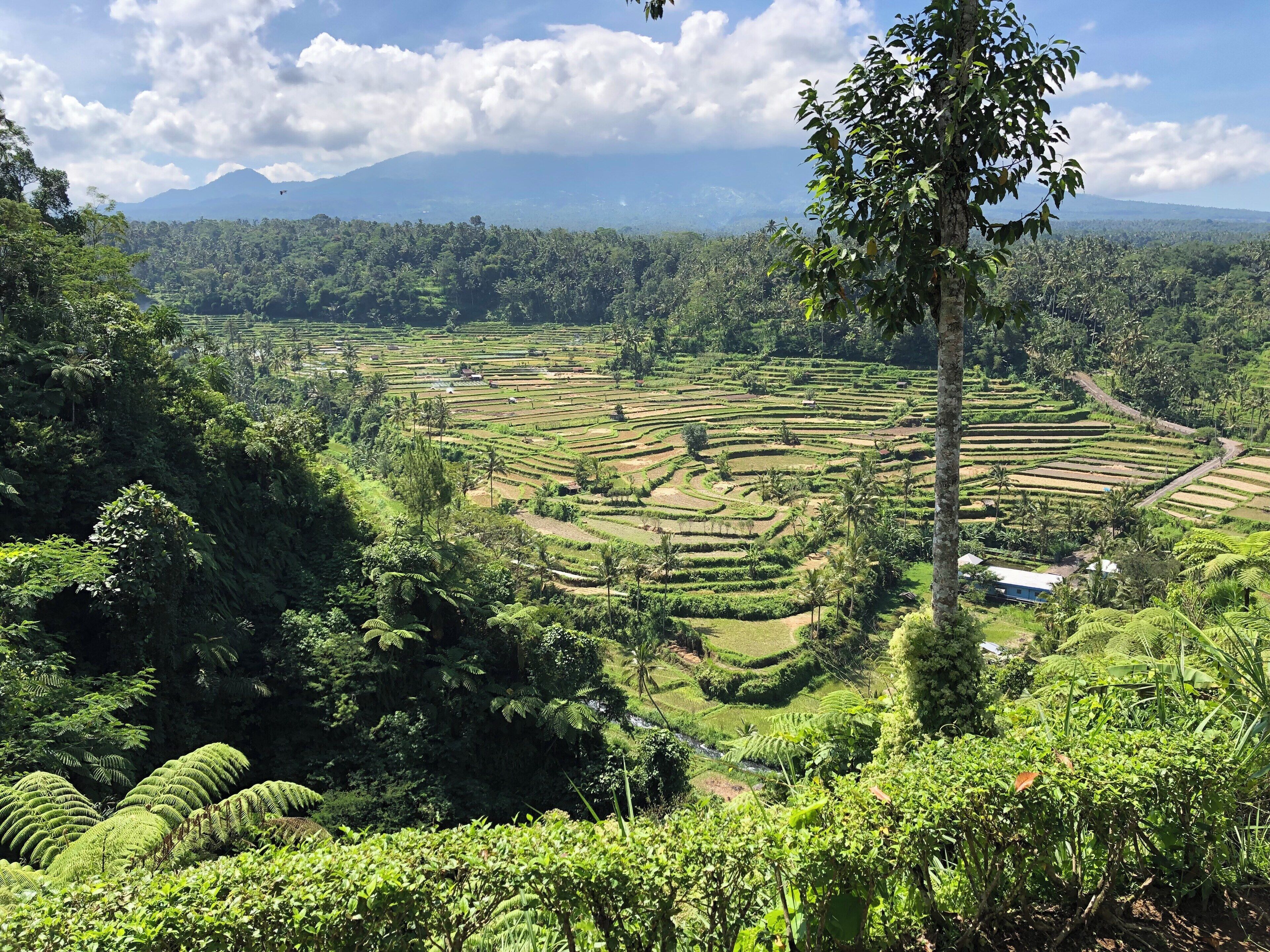 Terraced rice fields, a mountain, and a clear sky.