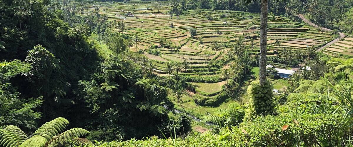 Terraced rice fields, a mountain, and a clear sky.