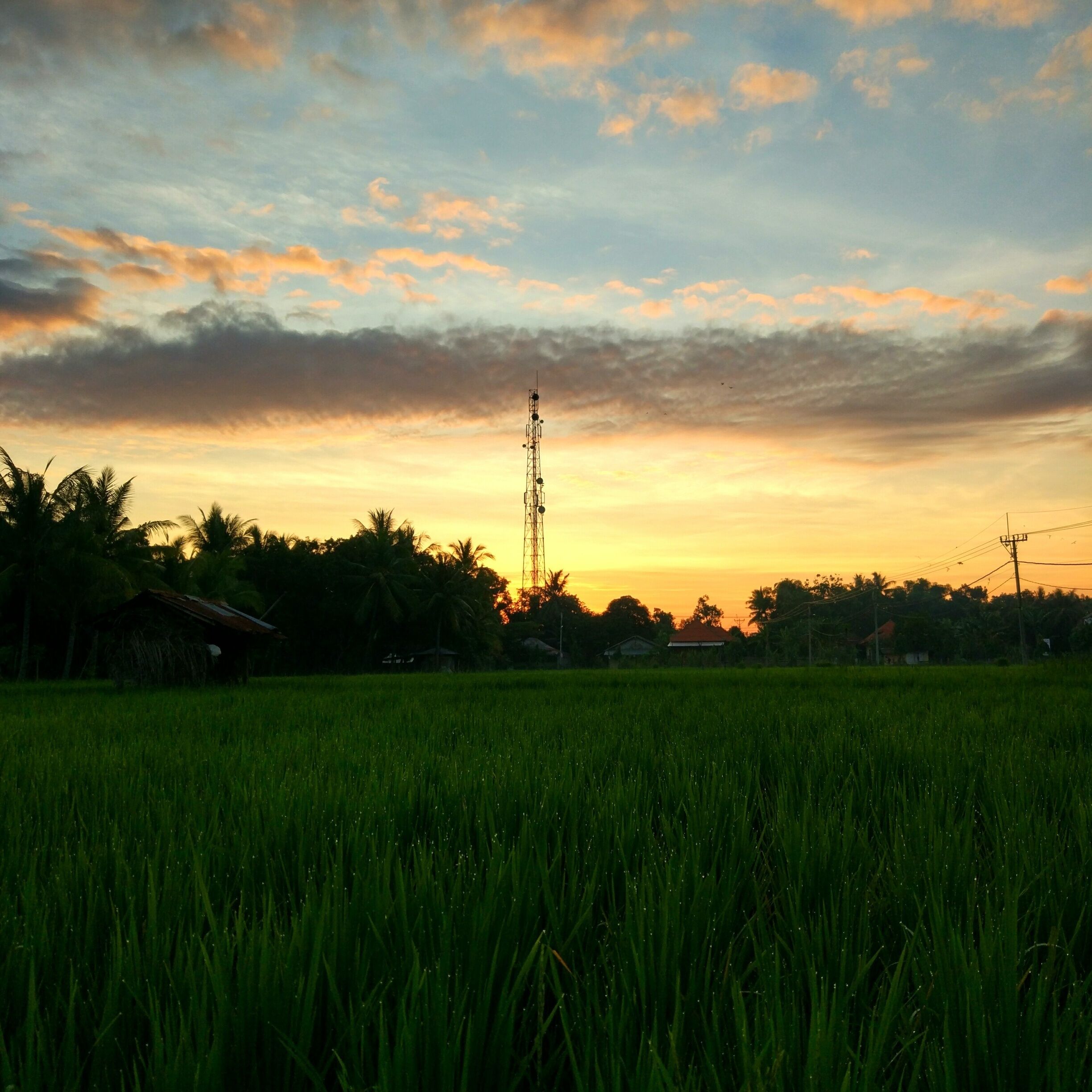 Those who know me know, like my name, I'm addicted to watching the sun comes up every morning. Most of my photos are sunrise & sunset. Loving the rice fields of Bali 😍