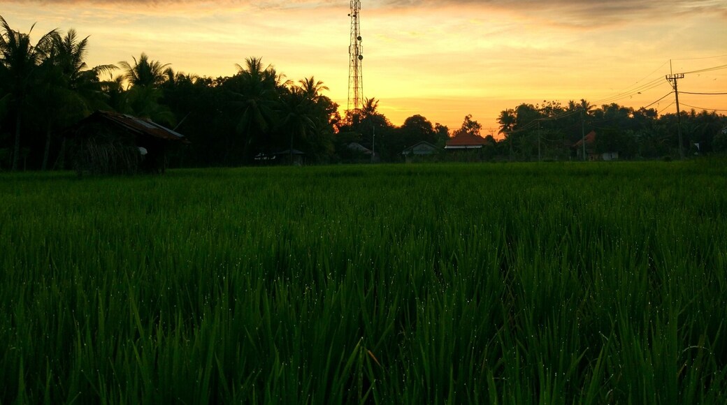 Those who know me know, like my name, I'm addicted to watching the sun comes up every morning. Most of my photos are sunrise & sunset. Loving the rice fields of Bali đ