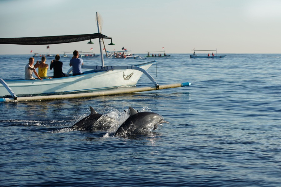 Many tourists looking for dolphins at Lovina beach , popular activities by spider boat trips to see dolphins.
