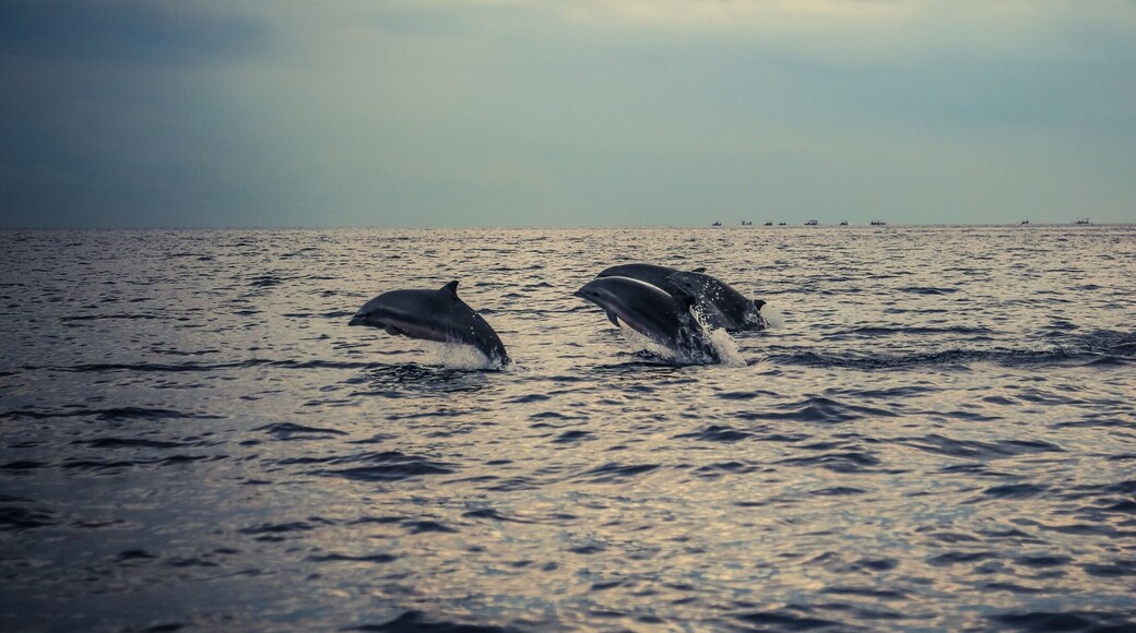 #localgem watching dolphins at Lovina beach