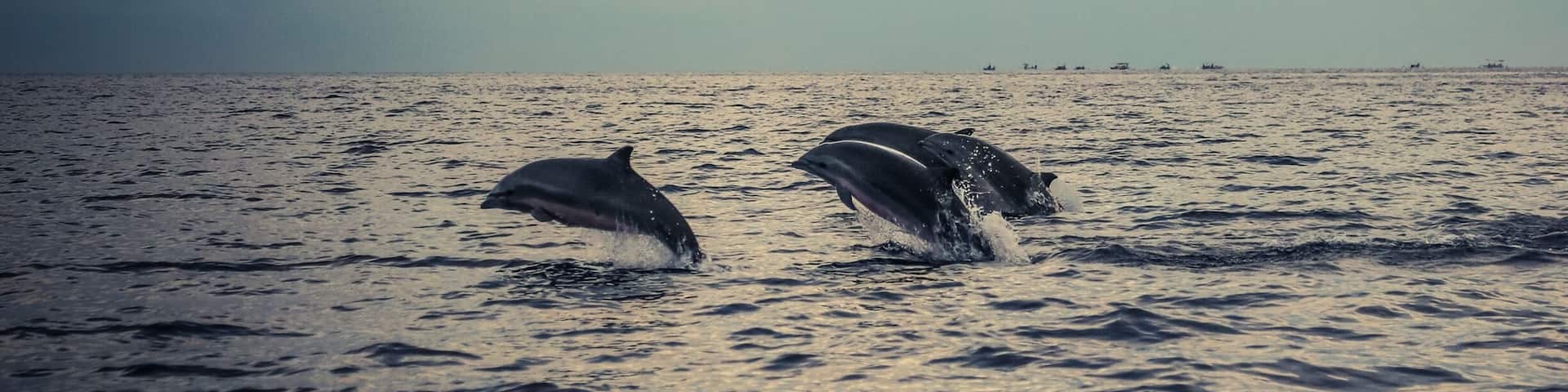 #localgem watching dolphins at Lovina beach