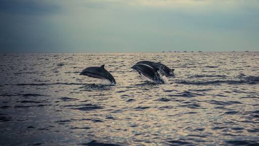 #localgem watching dolphins at Lovina beach