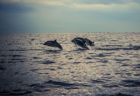 Zwei Delfine springen aus dem Wasser, im Hintergrund ruhige See und bewölkter Himmel.