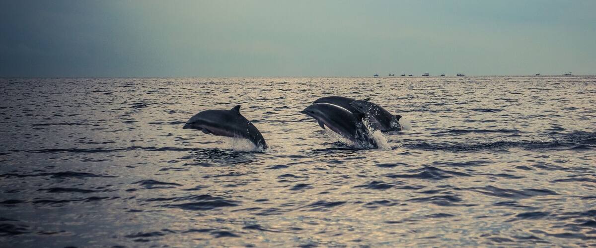 Two dolphins leaping out of the water with a calm sea and a cloudy sky in the background.