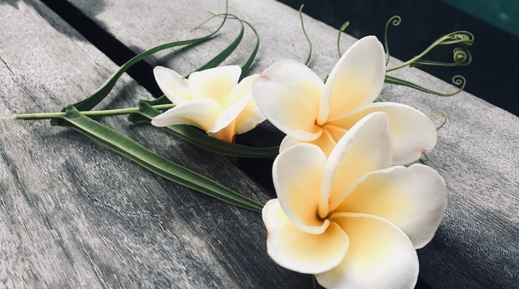 The Damai. What a beautiful hotel. Perched on a hill outside sleepy Lovina. Quiet luxury and peace in a stunning natural setting.