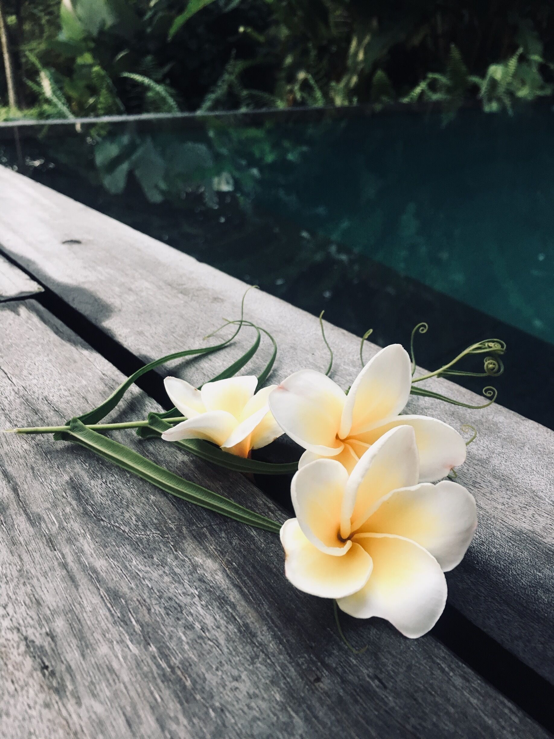 A wooden bench with two white flowers.