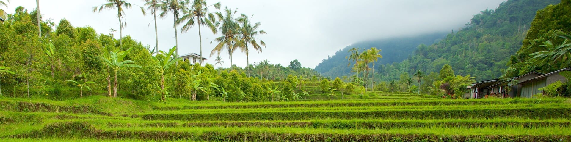 Bali featuring tropical scenes and farmland