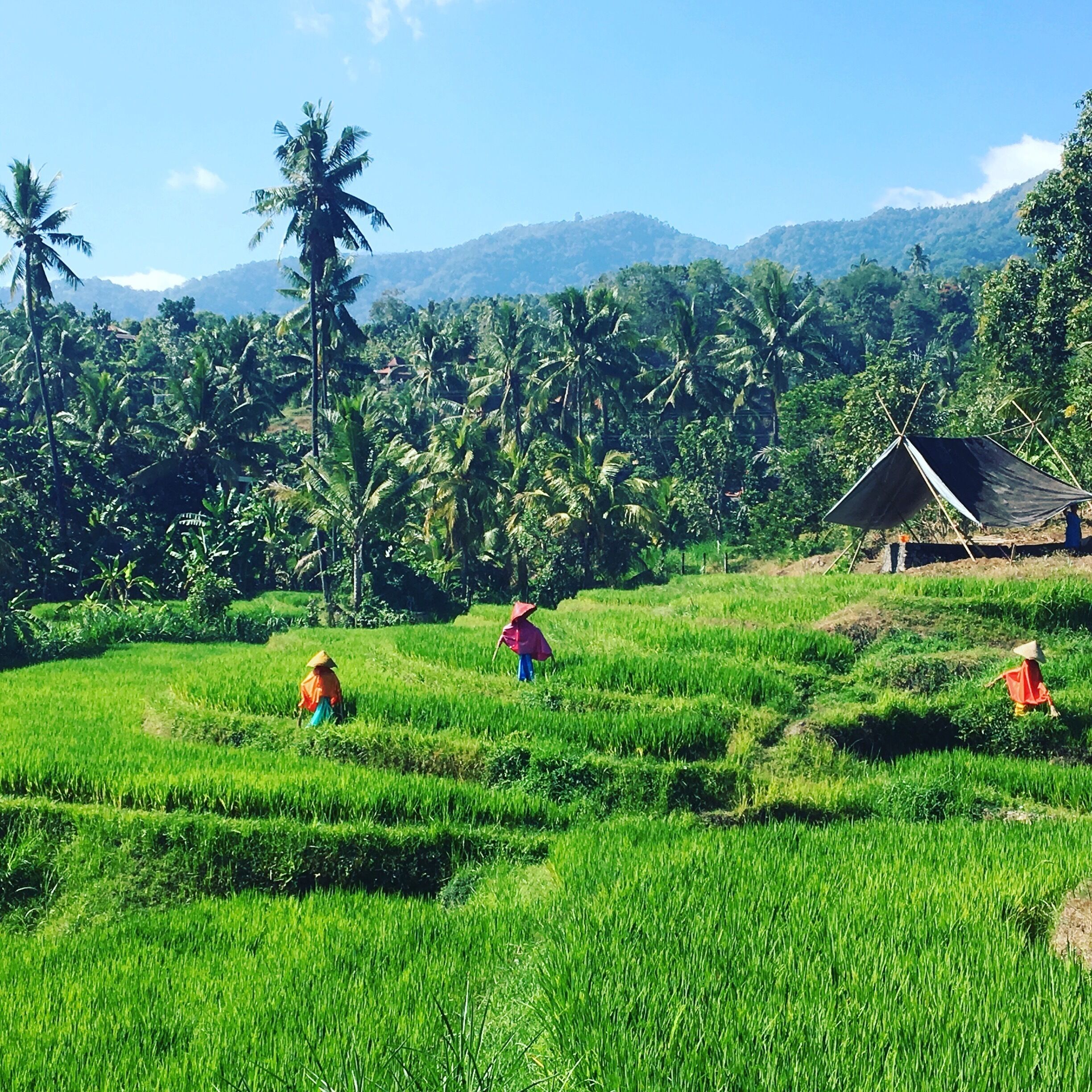 Rice fields in munduck 