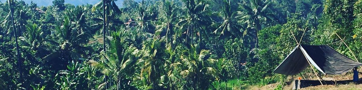 Rice fields in munduck