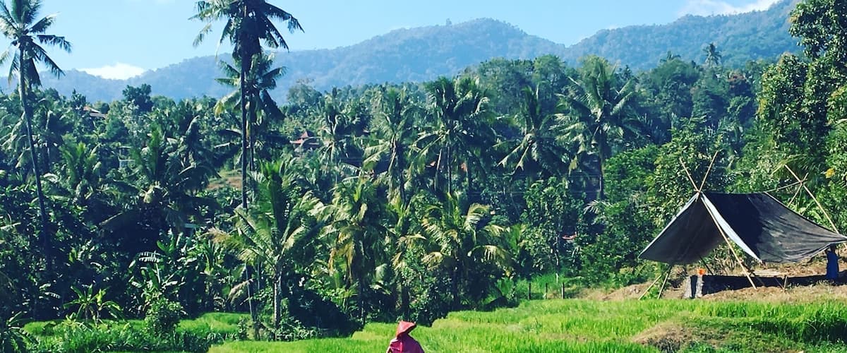 Rice fields in munduck