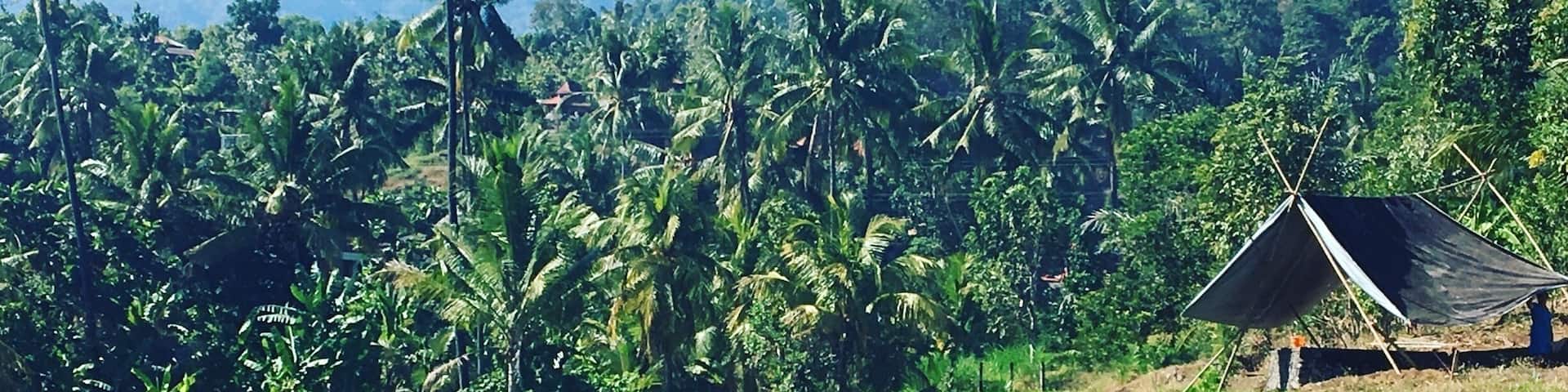 Rice fields in munduck