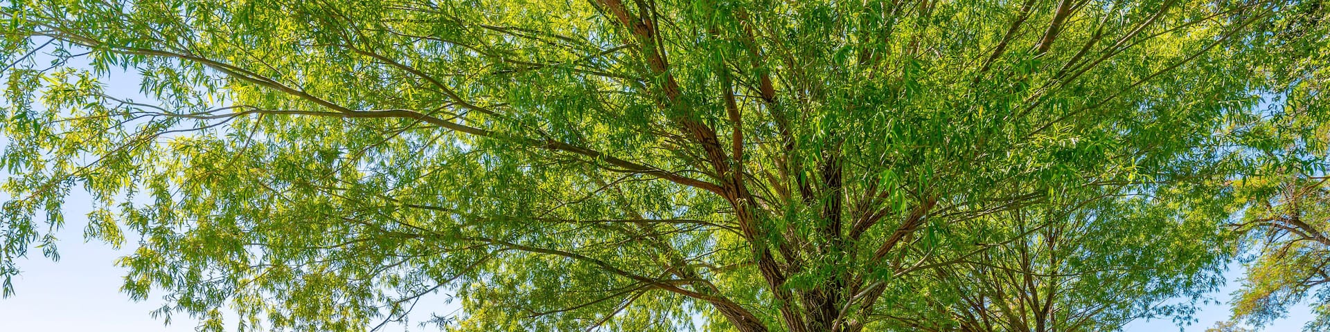 A shady tree covered picnic area at the public Blue Heron Park and Fishing Pier along the shores of Moses Lake in the Central Washington city of Moses Lake, Washington USA.