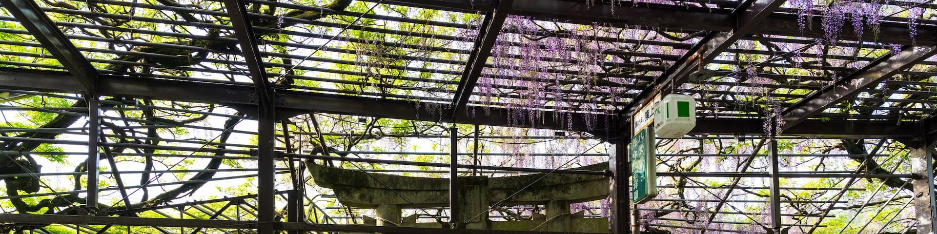 うららかな春日和に映える大藤の花と境内風景
The large wisteria flowers and the precinct scenery shine in the bright spring weather
「看板・鳥居」
"Signboard/Torii"
日本(春)
Japan (spring)
九州・福岡県八女市
黒木の大藤(八女市)
八女黒木大藤まつり(素盞嗚神社)