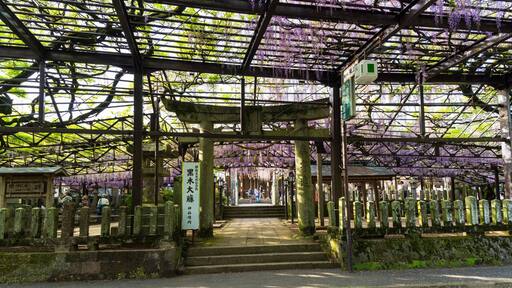 うららかな春日和に映える大藤の花と境内風景
The large wisteria flowers and the precinct scenery shine in the bright spring weather
「看板・鳥居」
"Signboard/Torii"
日本(春)
Japan (spring)
九州・福岡県八女市
黒木の大藤(八女市)
八女黒木大藤まつり(素盞嗚神社)