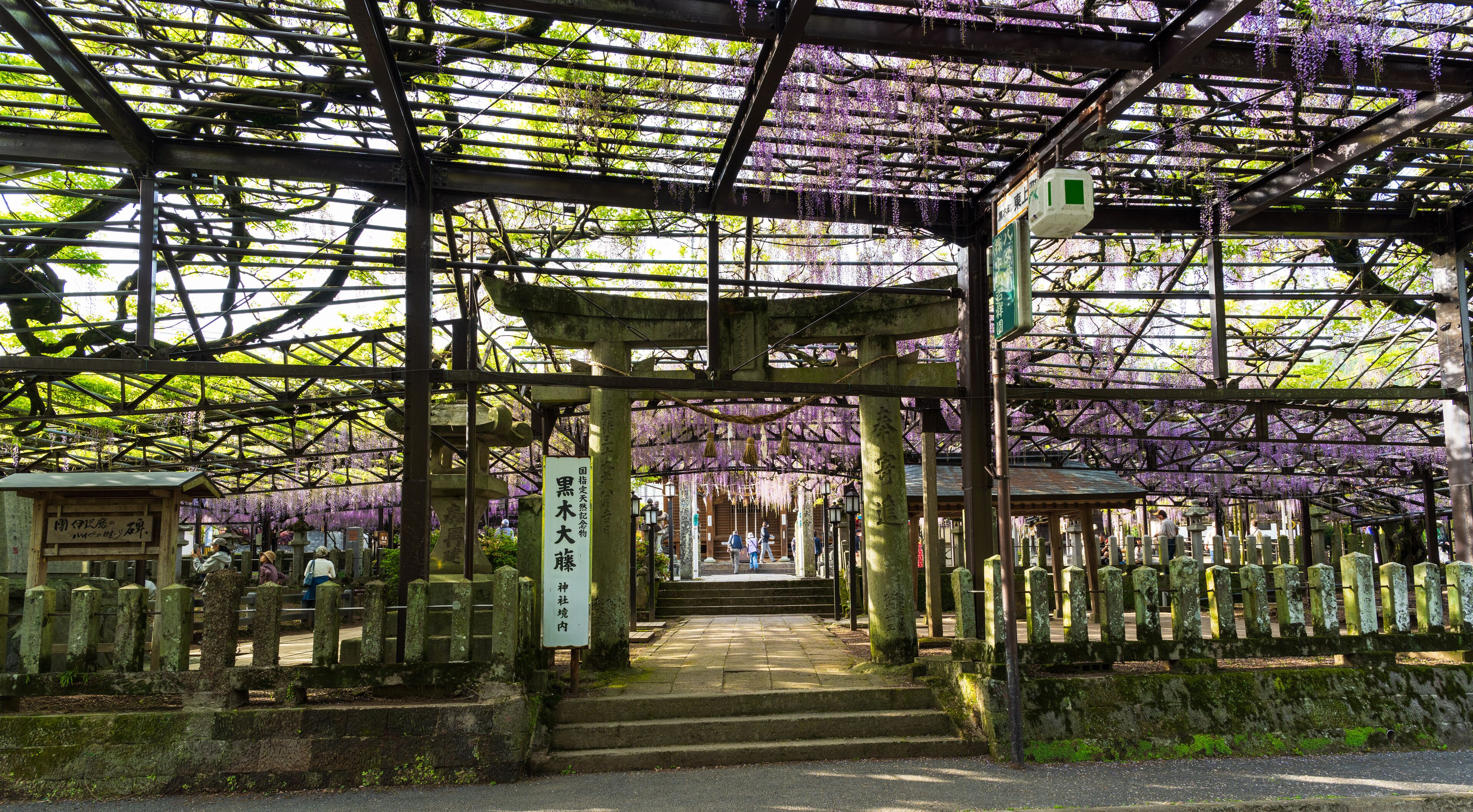 A traditional Japanese torii gate with a covered walkway and purple wisteria flowers.