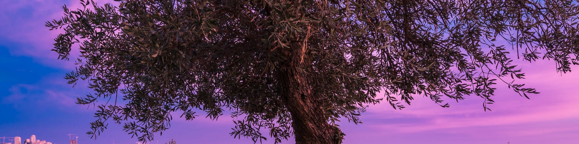 Beautiful sunrise view from an olive tree on Sherover Promenade, overlooking Old city Jerusalem, with Hurva Synagogue and the Dome of the Rock on the Temple Mount