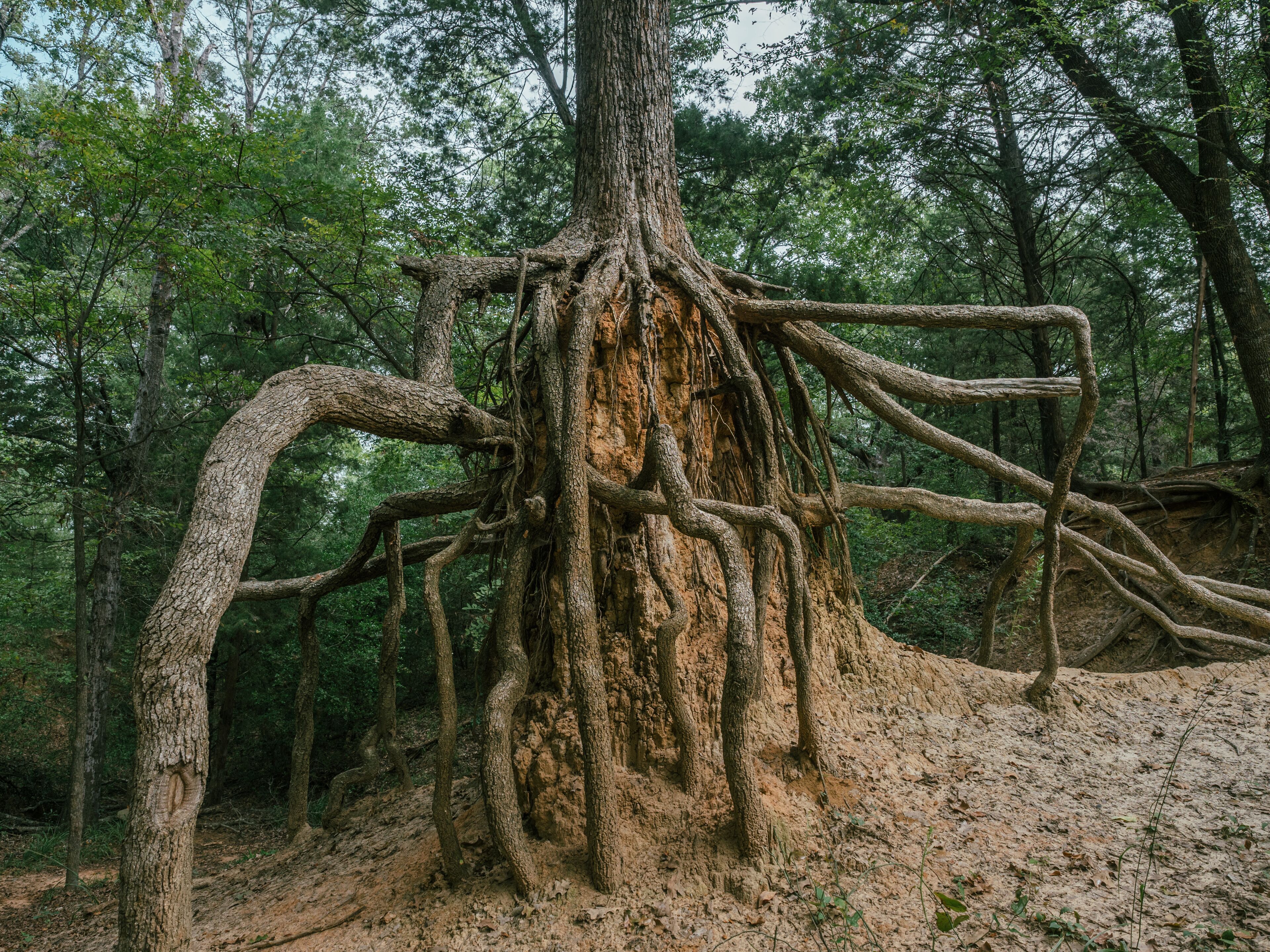 Crazy root structure