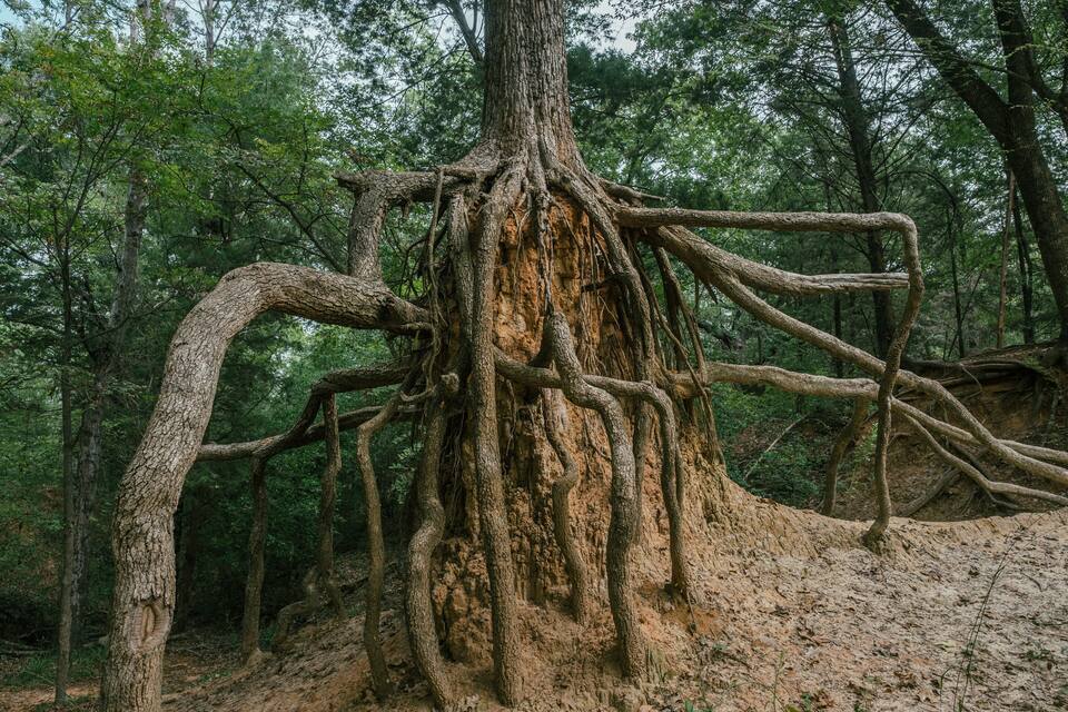 A large tree with extensive roots and branches in a forest.