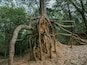 Crazy root structure