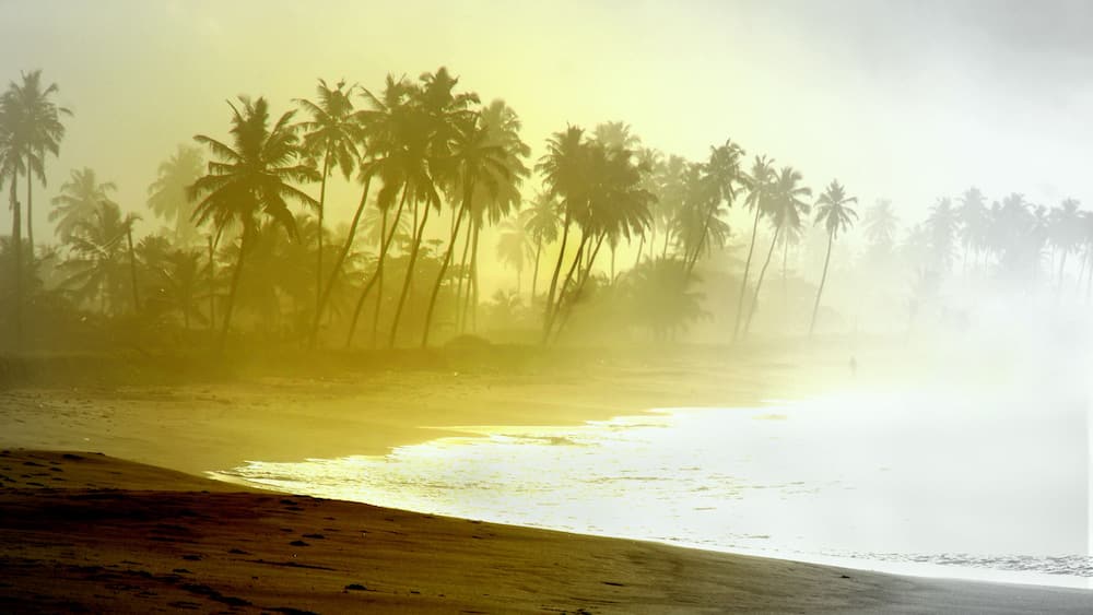 A beach with palm trees and a hazy atmosphere.
