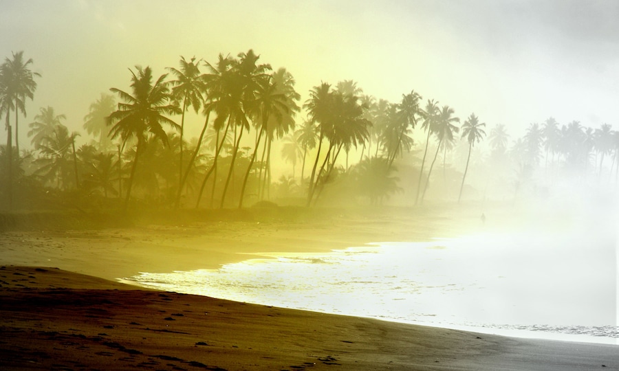Une plage bordĂ©e de palmiers, baignĂ©e dâune atmosphĂšre brumeuse.