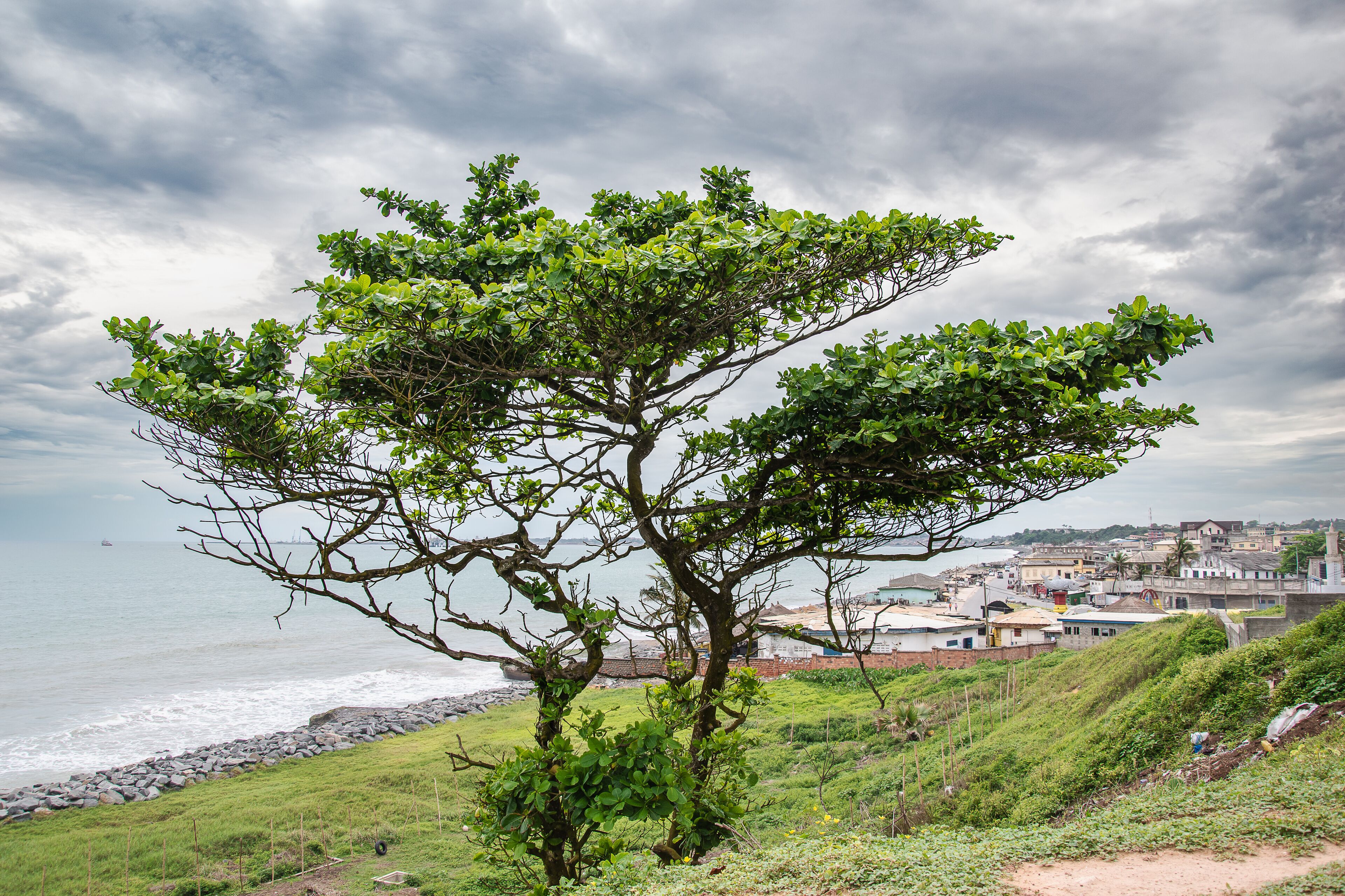 Lonely tree on a hill in Takoradi, Sekondi - Takoradi Metropolitan District and the western region of Ghana. Sekondi-Takoradi is the region