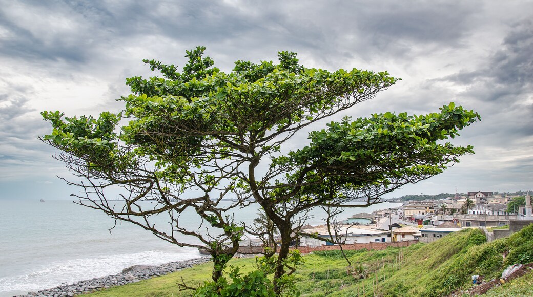 Lonely tree on a hill in Takoradi, Sekondi - Takoradi Metropolitan District and the western region of Ghana. Sekondi-Takoradi is the region