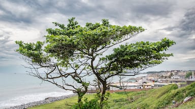Lonely tree on a hill in Takoradi, Sekondi - Takoradi Metropolitan District and the western region of Ghana. Sekondi-Takoradi is the region