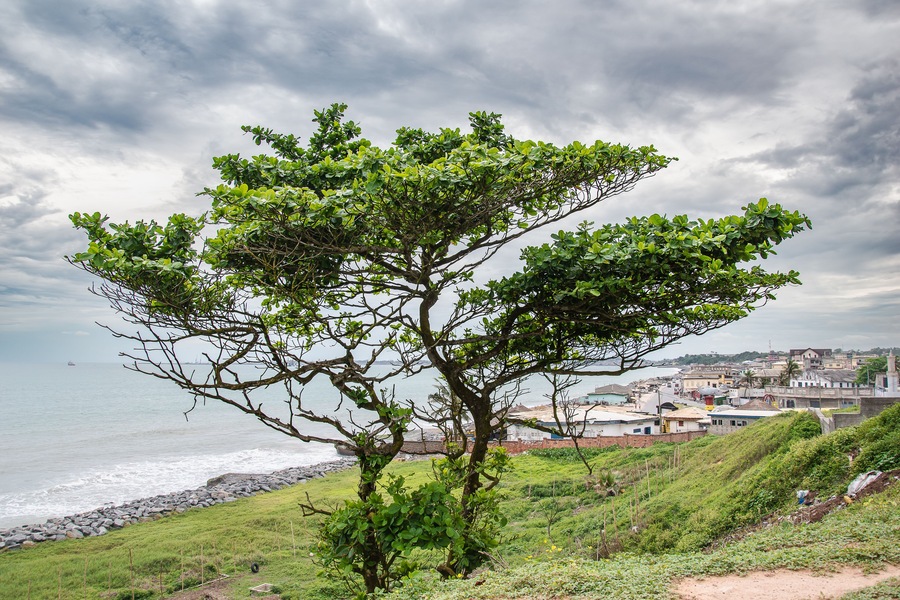 Lonely tree on a hill in Takoradi, Sekondi - Takoradi Metropolitan District and the western region of Ghana. Sekondi-Takoradi is the region