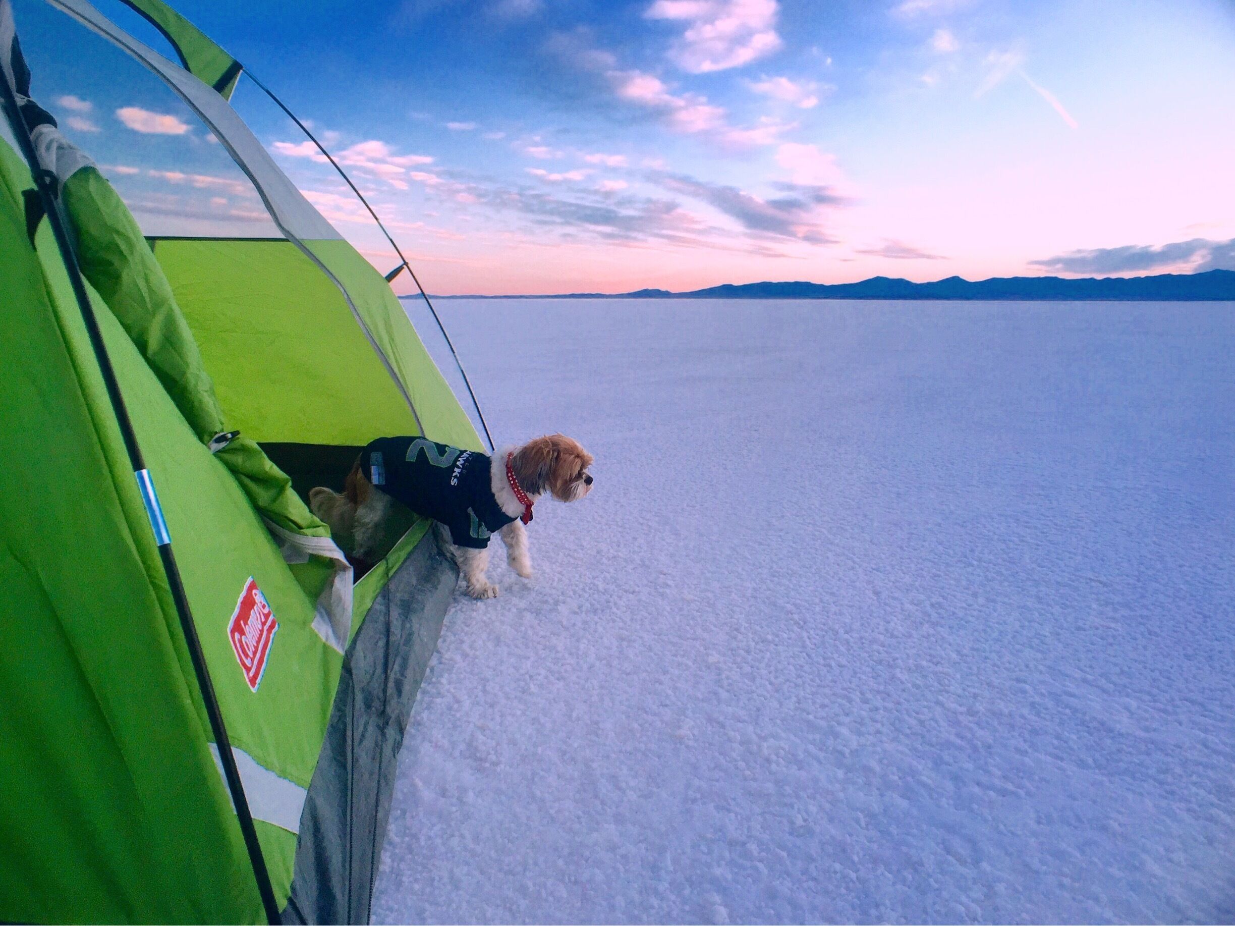 Never Stop Exploring #roadtrip #adventure #travel #getaway #bucketlist #camping #animal #pet #colorful