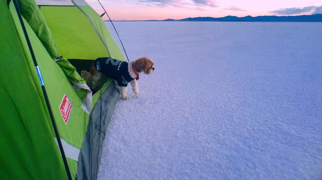 Never Stop Exploring #roadtrip #adventure #travel #getaway #bucketlist #camping #animal #pet #colorful