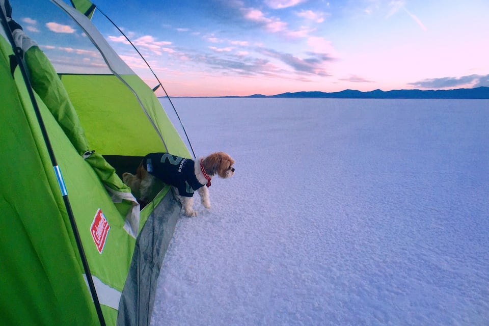 Un chien se trouve dans une tente verte, sur un paysage enneigé, avec des montagnes en arrière-plan.