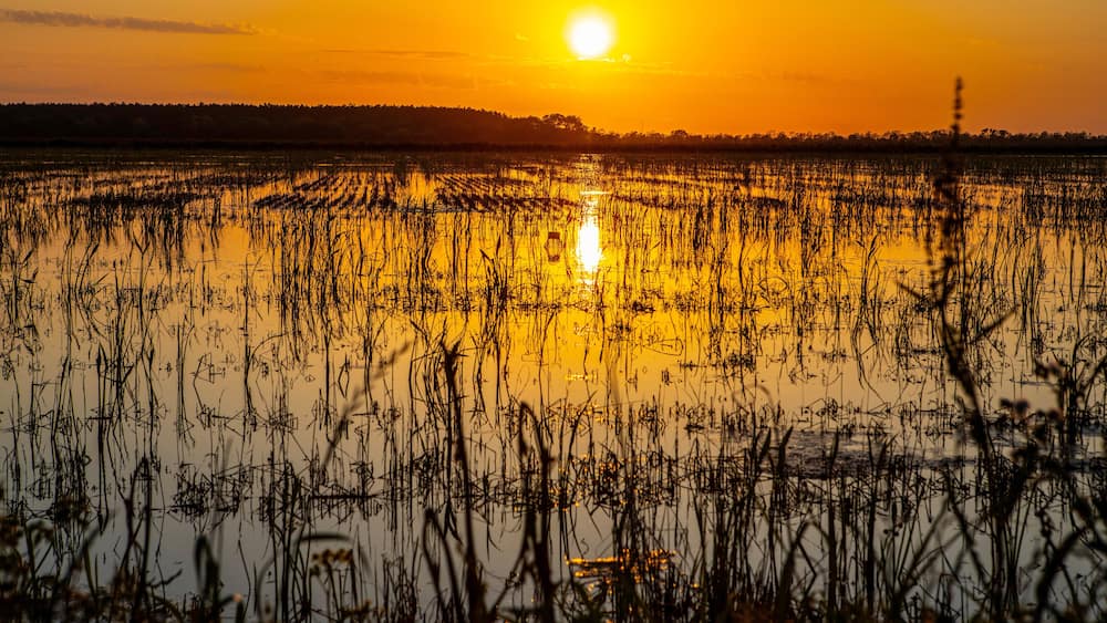 Crawfish farm in Jennings, Louisiana