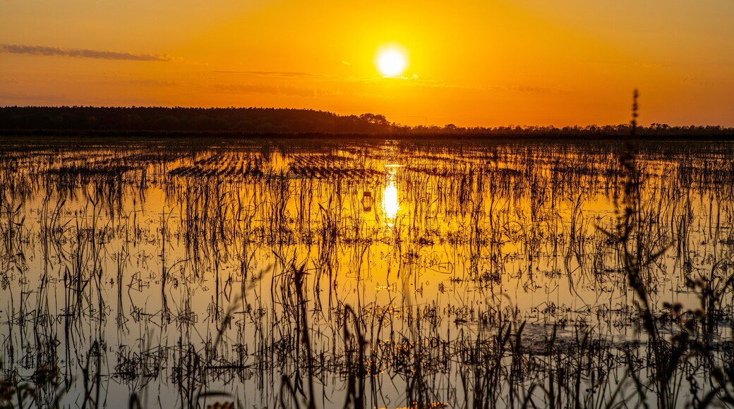 Crawfish farm in Jennings, Louisiana