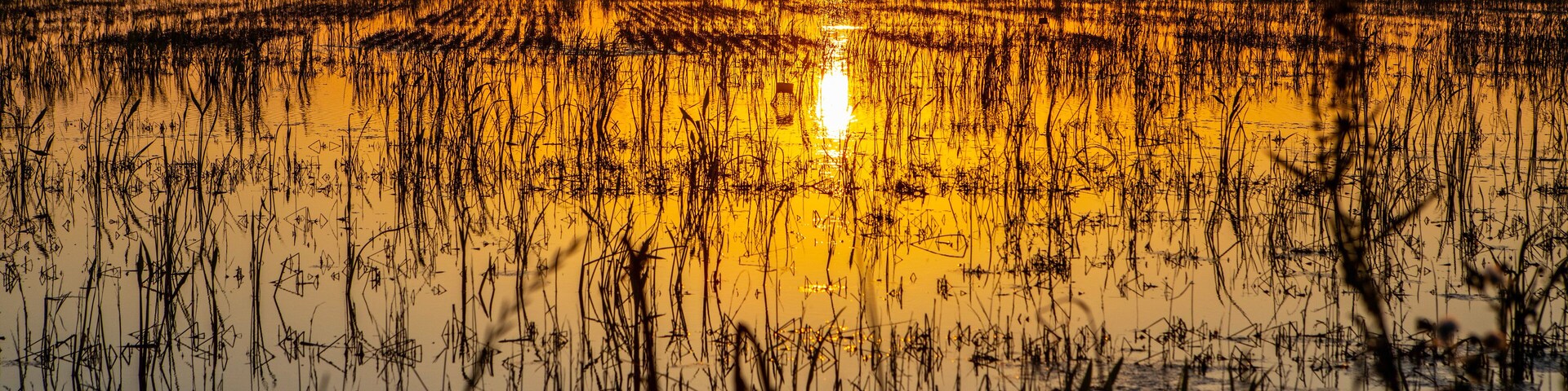 Crawfish farm in Jennings, Louisiana