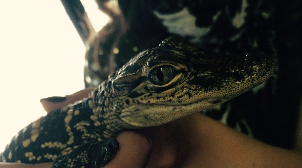 😍🐊 the cute crocodilian