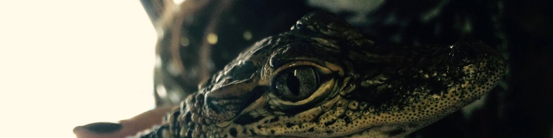 😍🐊 the cute crocodilian