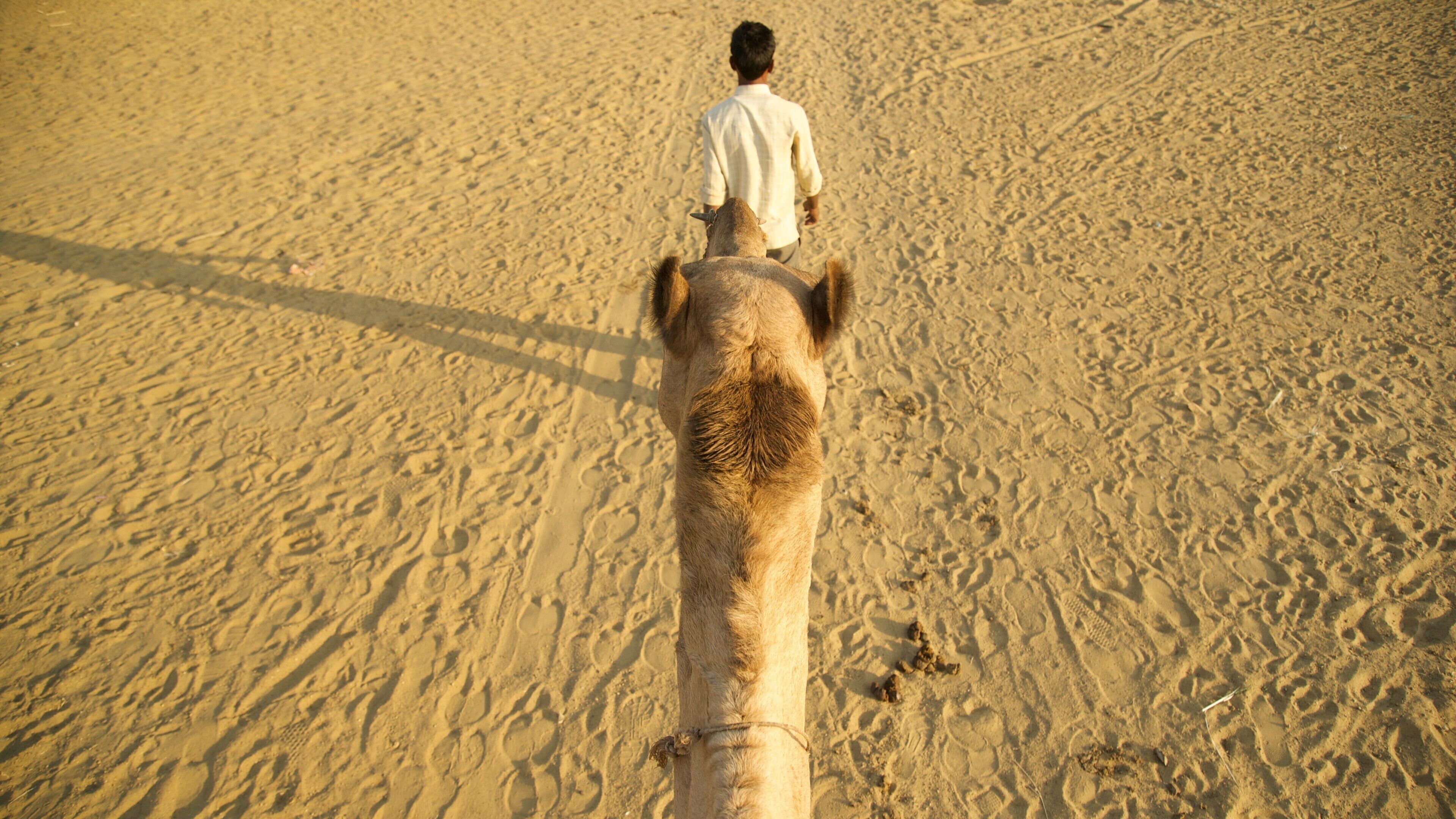 Khuri Sand Dunes showing land animals and desert views as well as an individual male